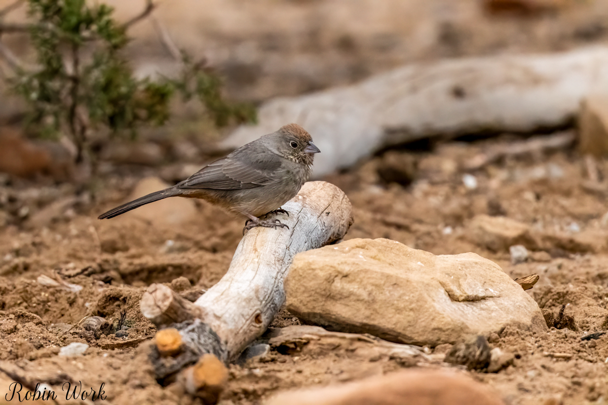 RD5_0322-Edit.jpg