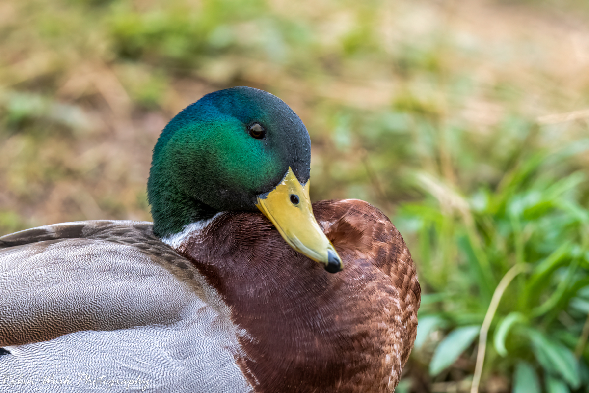 RD5_0375-Mallard Drake.jpg