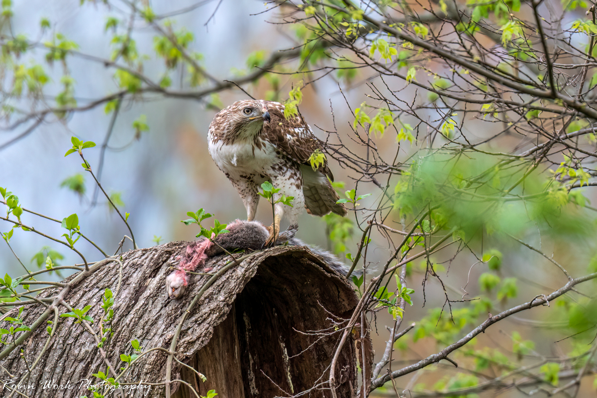 RD5_0423-Juvenile Redtail Hawk with Squirrel.jpg