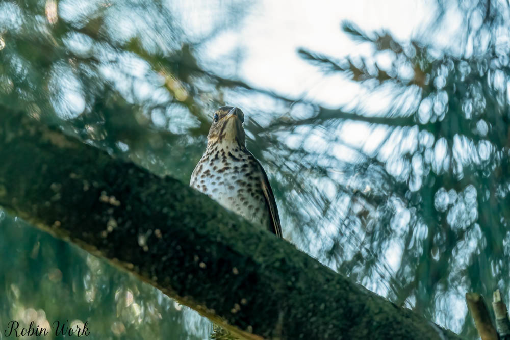 RD5_0537-Edit.jpg