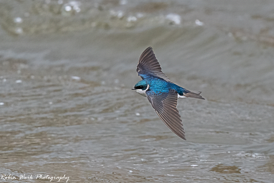 Tree Swallow