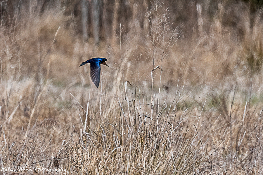 Purple Martin