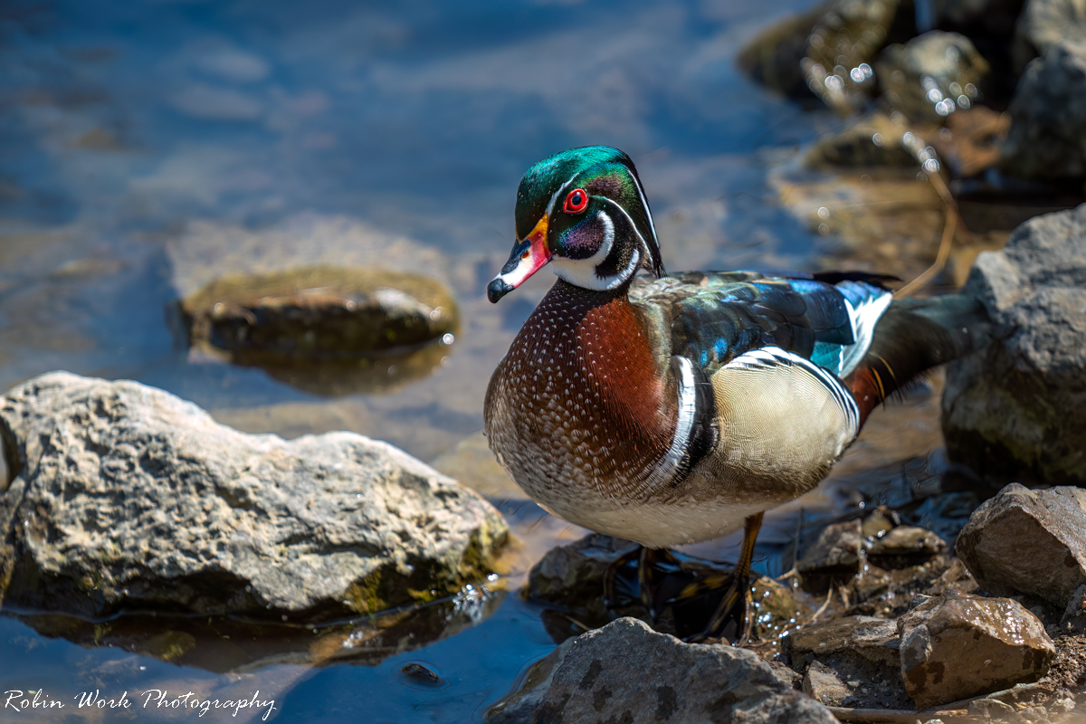 RD5_0560-Drake Woodduck.jpg