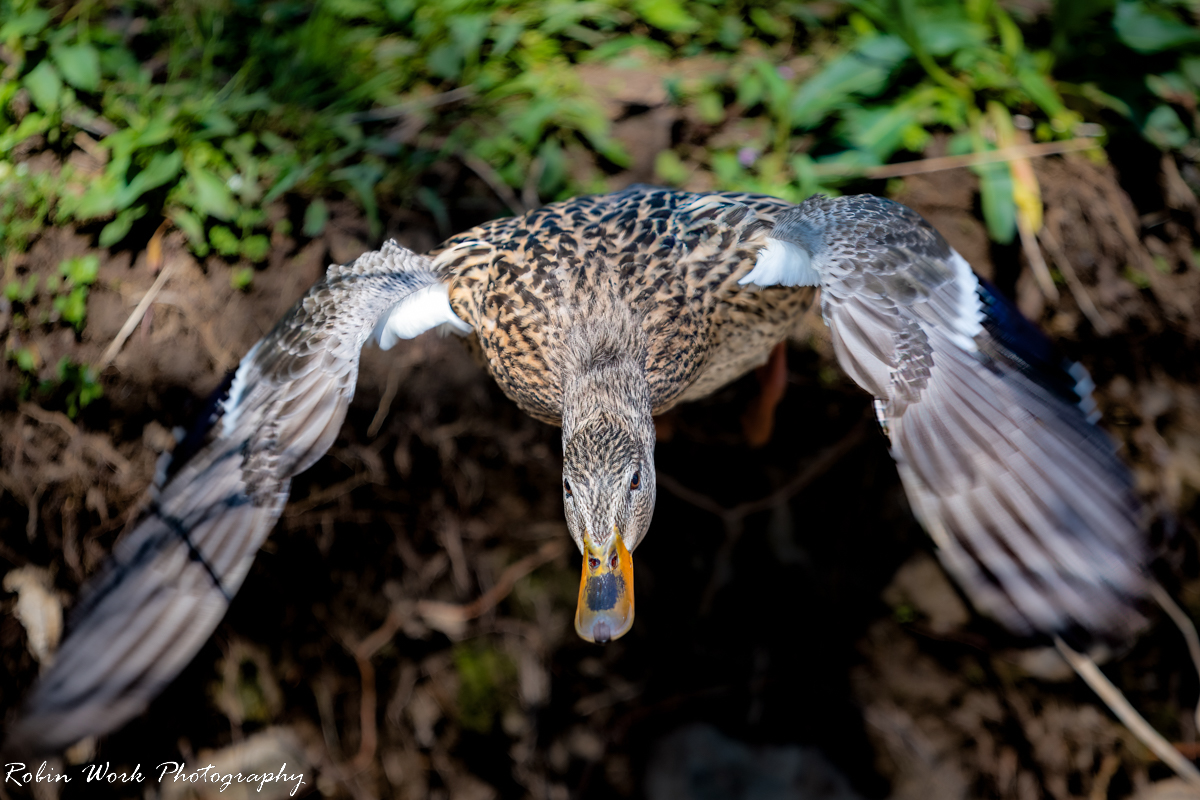 RD5_0568-Female Mallard.jpg