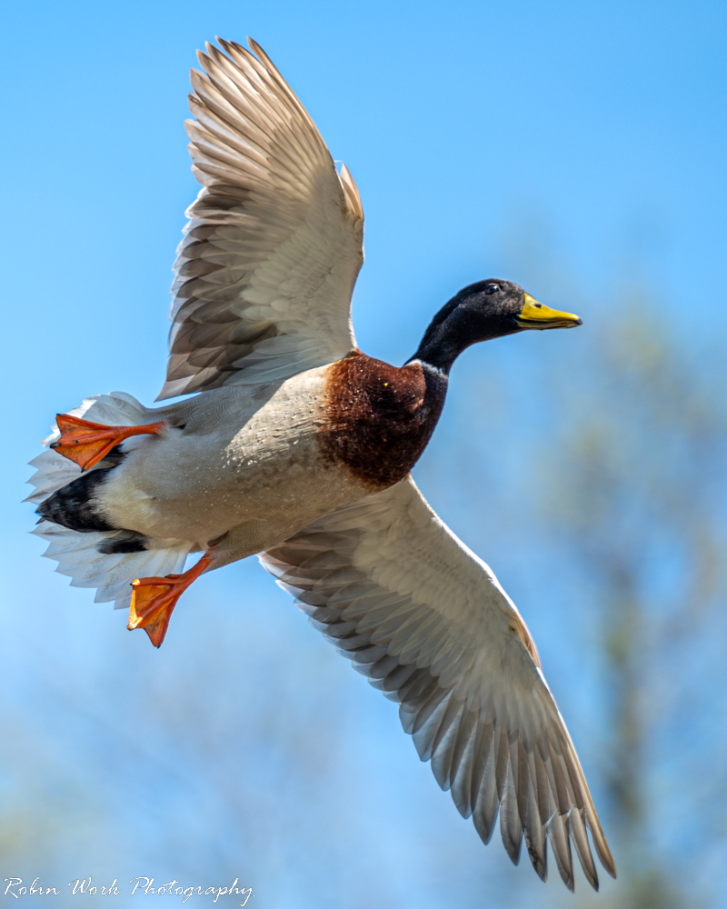 RD5_0570-Drake Mallard.jpg