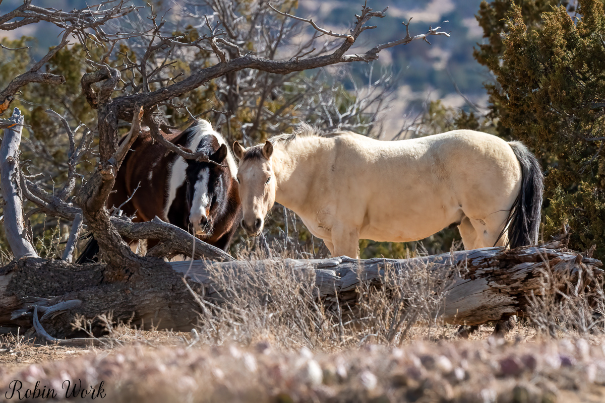 RD5_0664-Edit.jpg