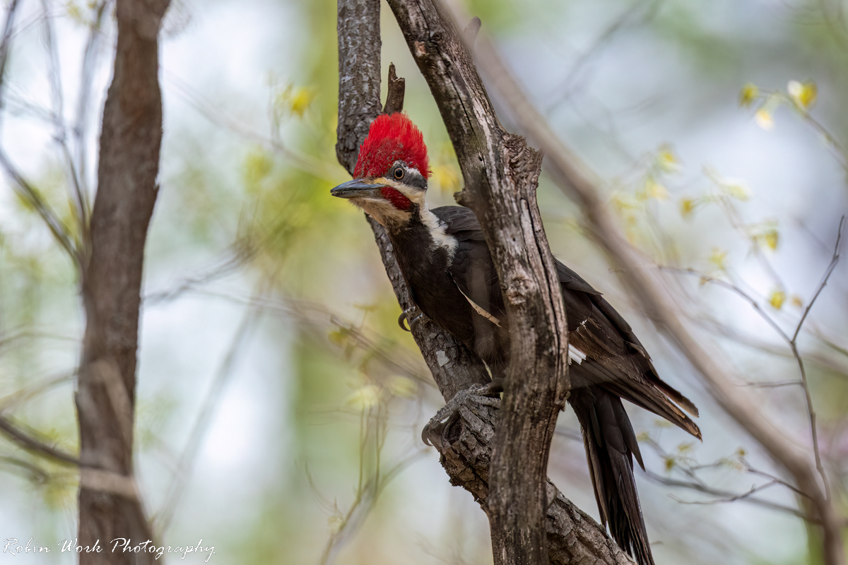 RD5_0878-Pileated  Woodpecker.jpg