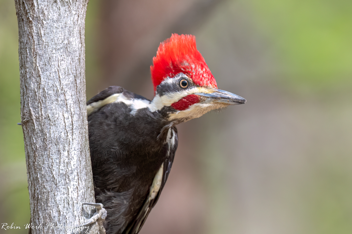 RD5_0890-Pileated  Woodpecker.jpg
