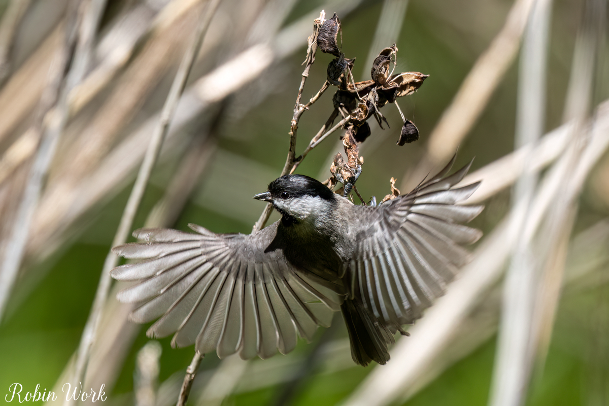 RD5_0912-Edit.jpg