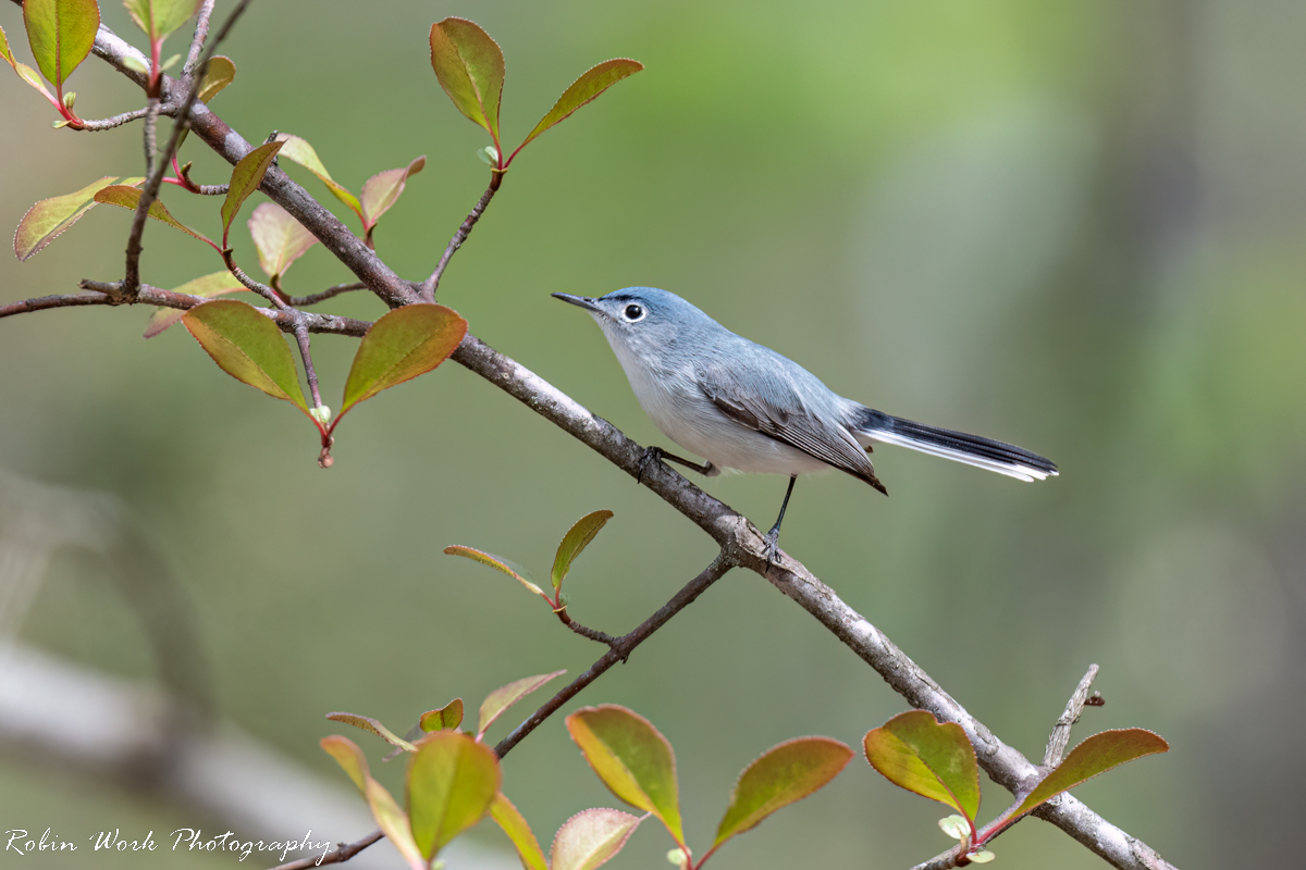 RD5_0927-Blue-Gray Gnatcatcher.jpg