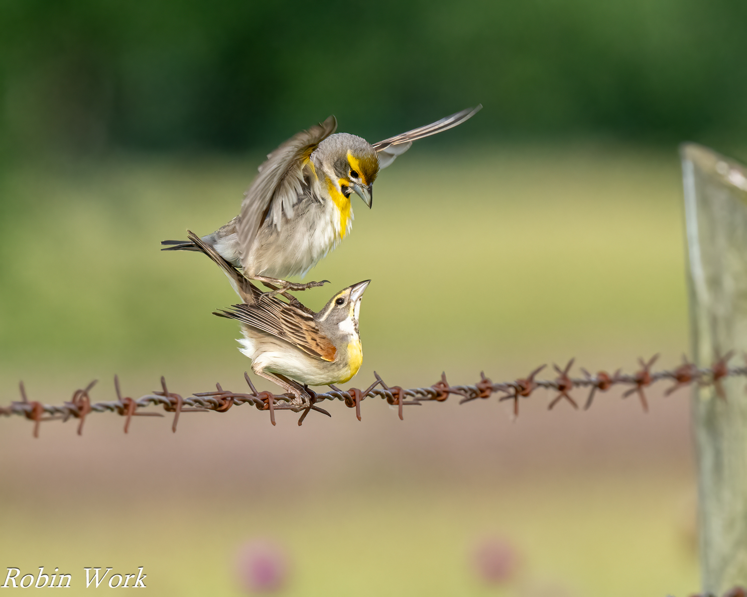 RD5_0938-Edit-2.jpg