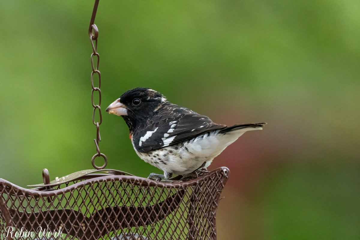 RD5_0958-Edit.jpg