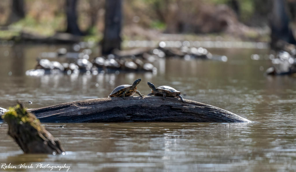 Turtles - There were easily over 150 turtles sunbathing in this little cove.