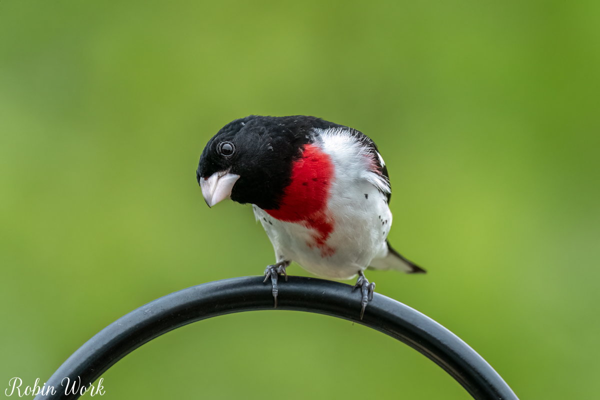 RD5_0960-Edit.jpg