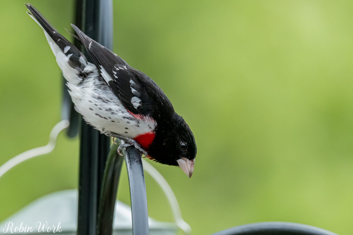 RD5_0971-Edit.jpg