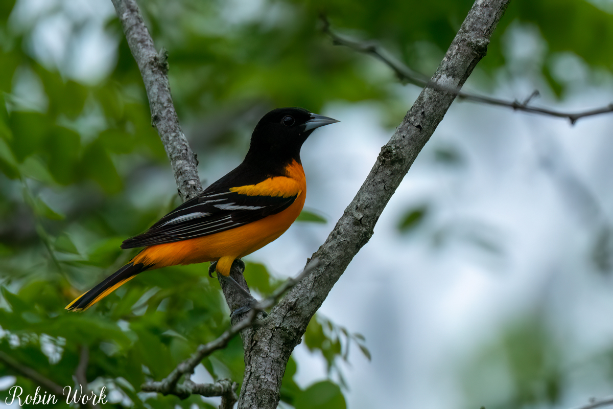 RD5_1049-Edit.jpg