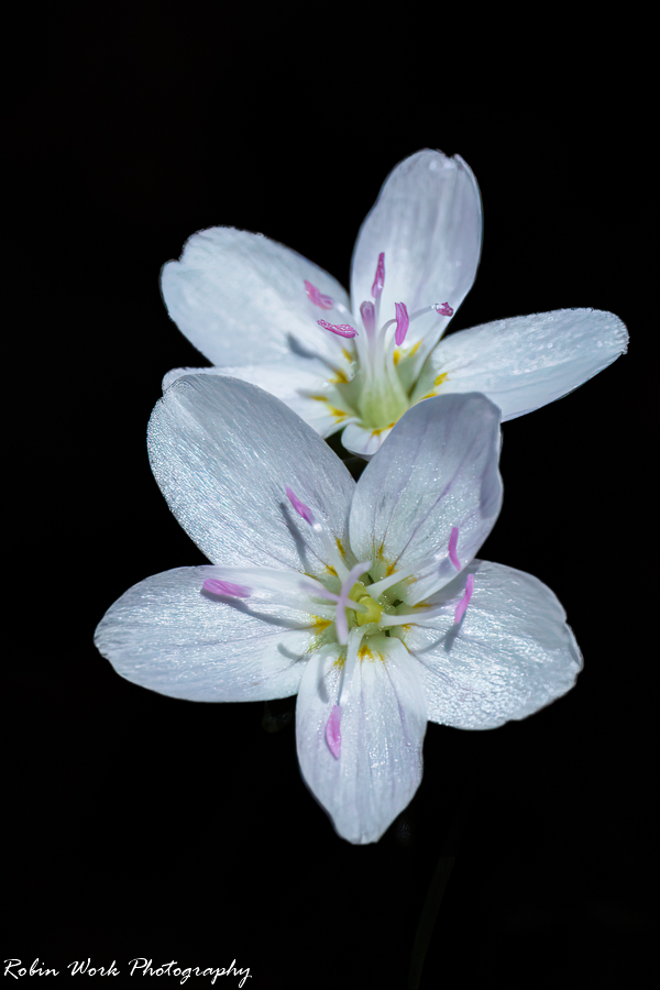 RD5_1096-flower.jpg