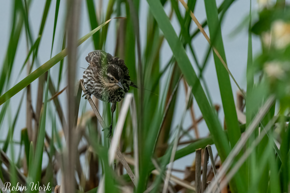 RD5_1103-Edit.jpg
