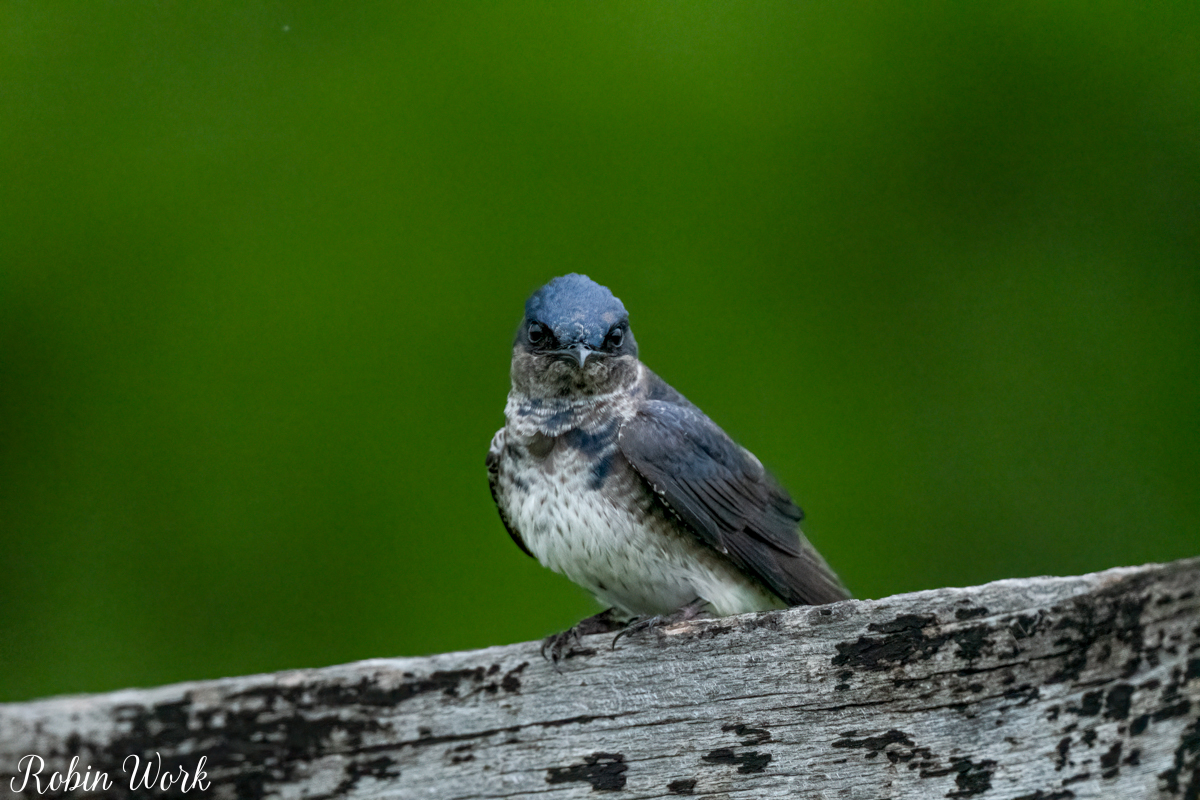 RD5_1156-Edit.jpg