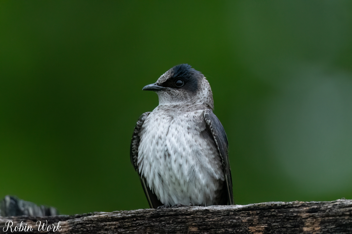 RD5_1165-Edit.jpg