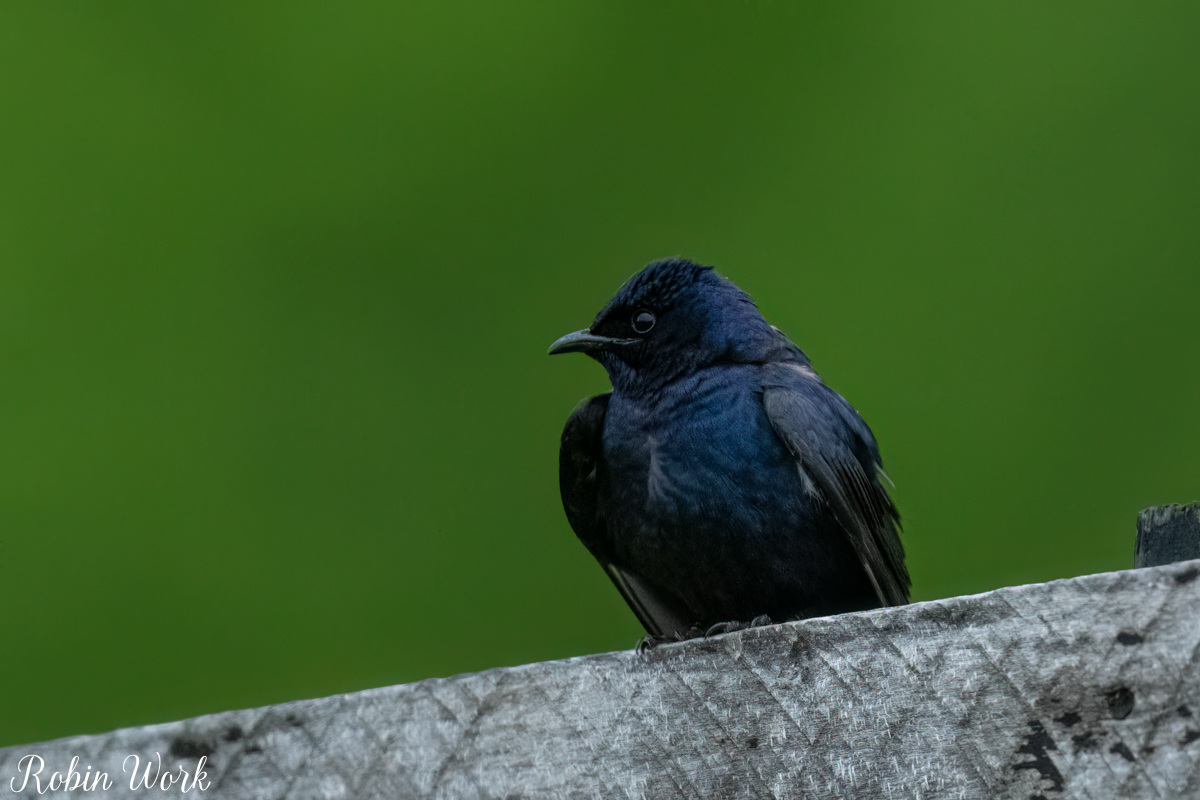 RD5_1168-Edit.jpg