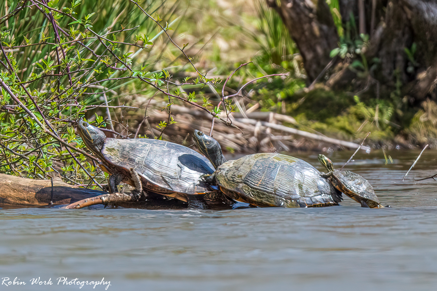 Turtles