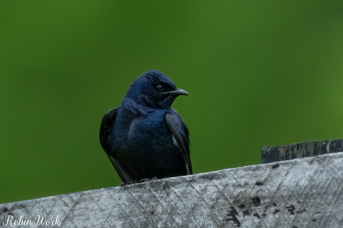 RD5_1171-Edit.jpg
