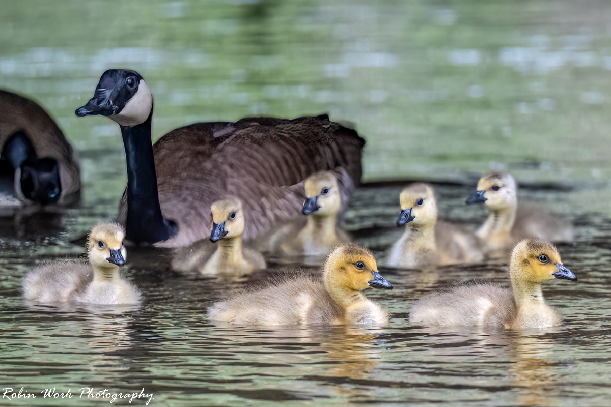 RD5_1174-Canada Goslings.jpg