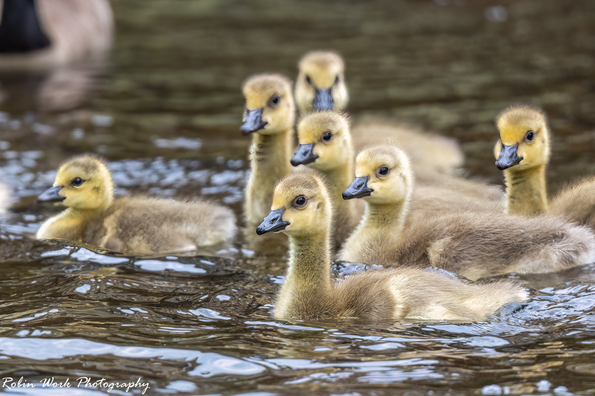 RD5_1176-Canada Goslings.jpg