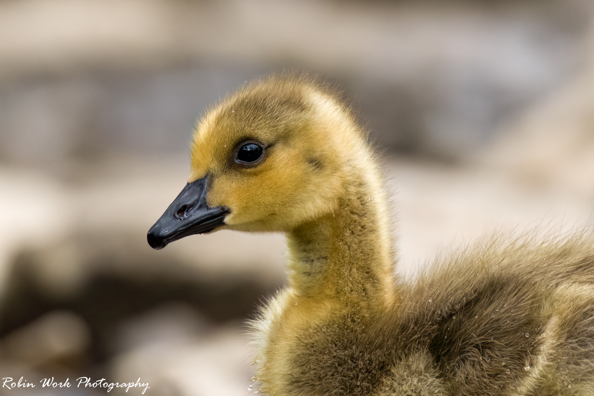 RD5_1188-CGosling.jpg
