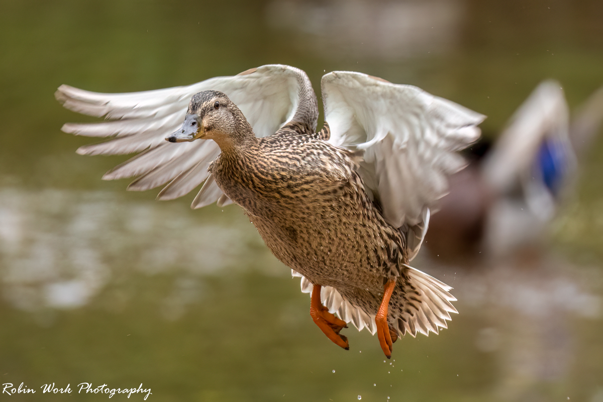 RD5_1218-Mallard Hen.jpg