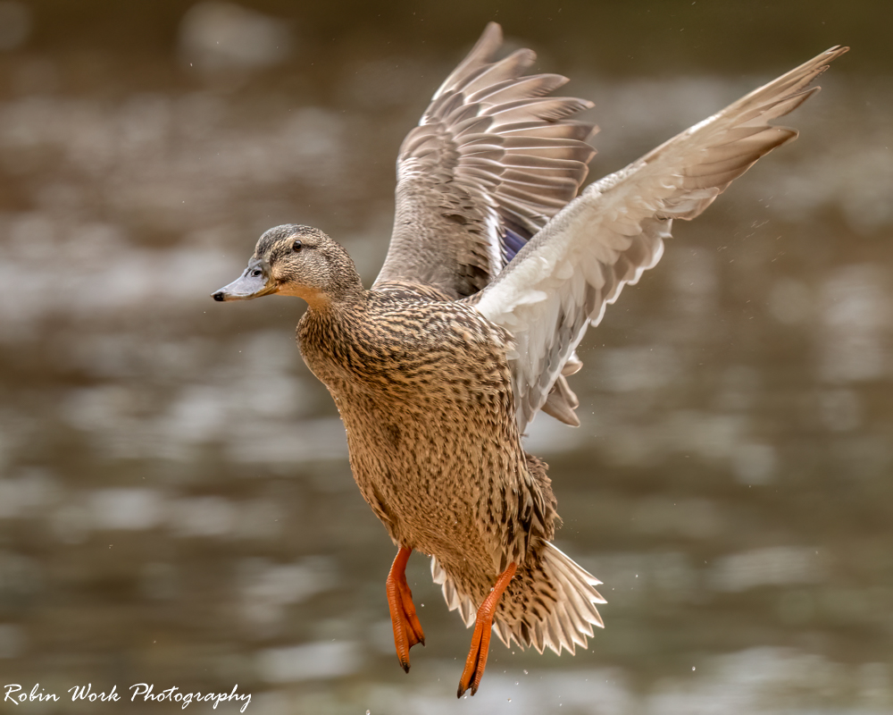 RD5_1220-Edit.jpg
