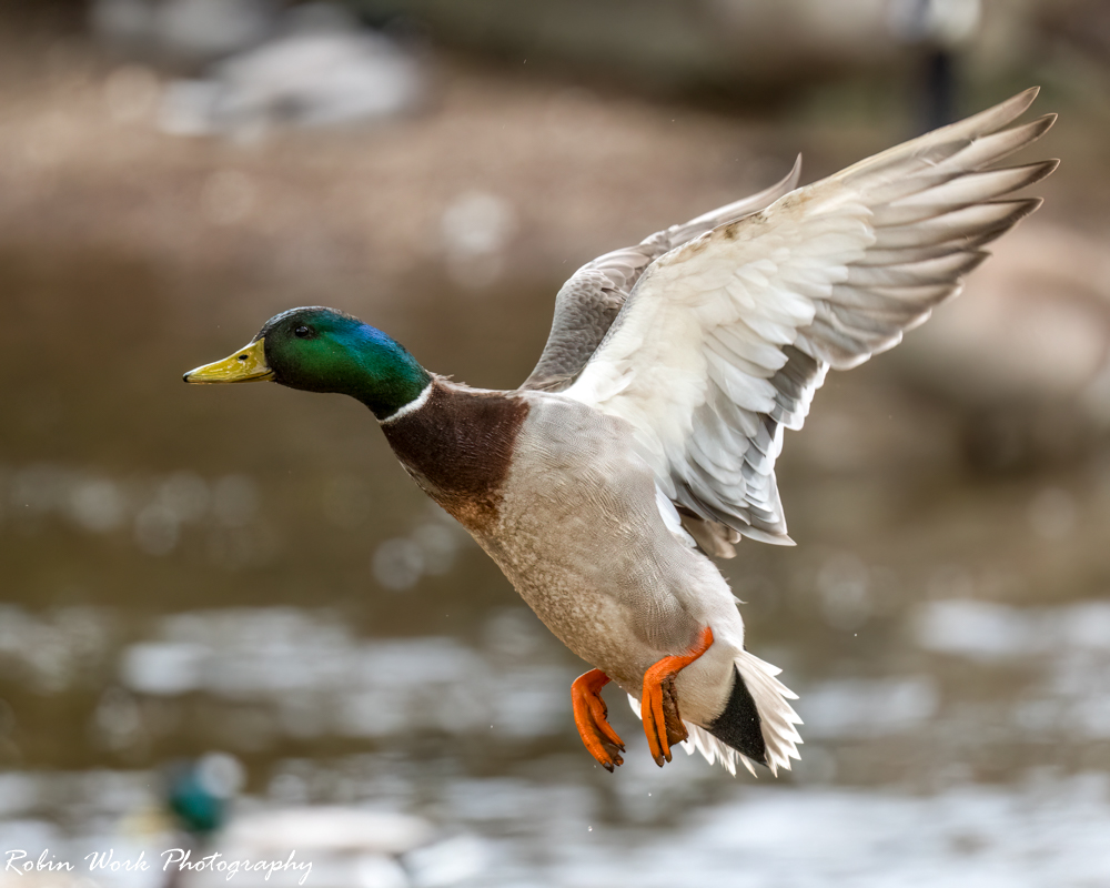 RD5_1237-Mallard Drake.jpg