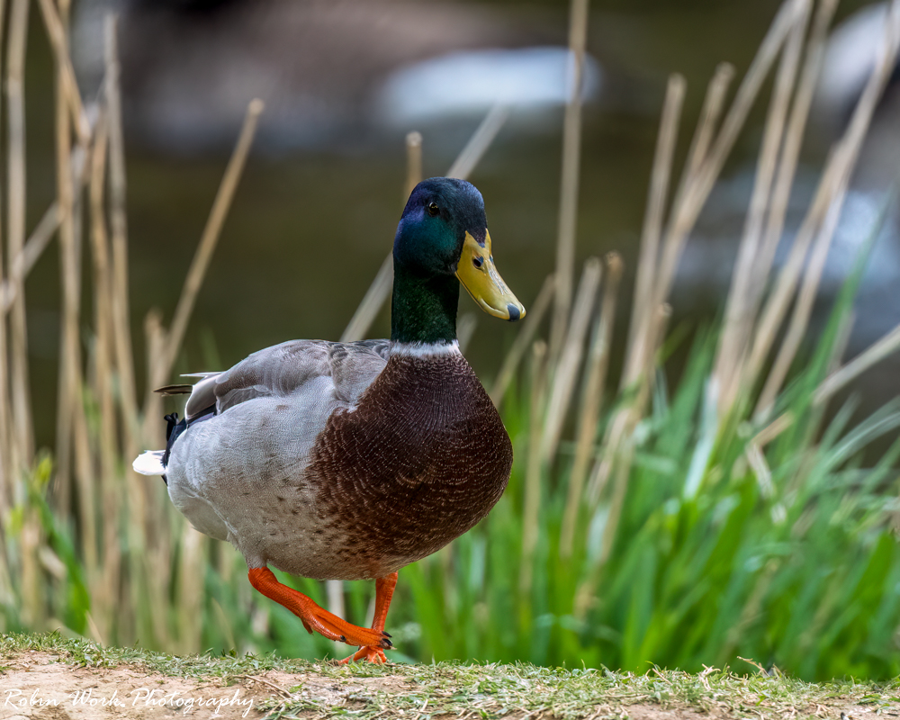 RD5_1247-Edit.jpg