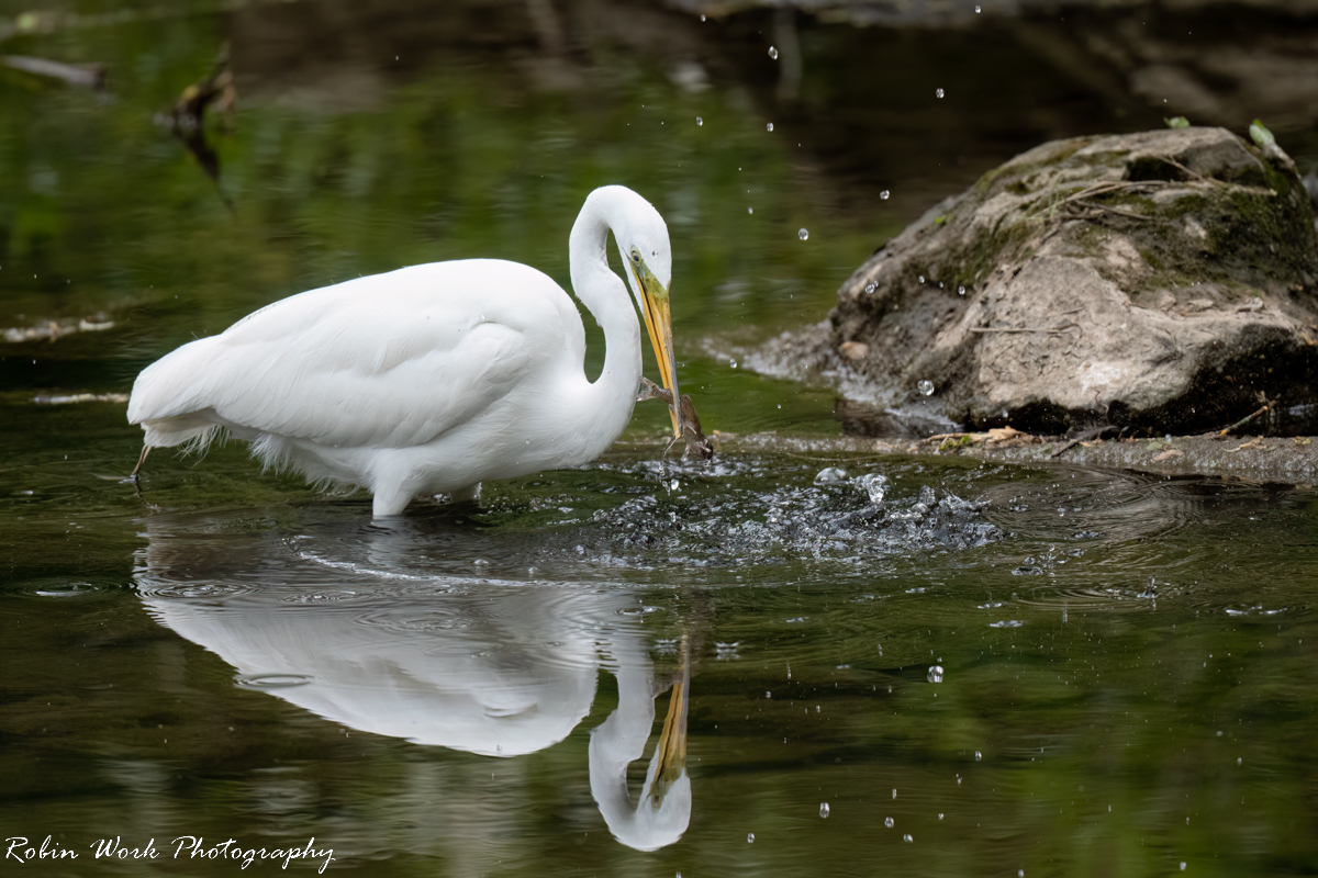 RD5_1273-Egret.jpg