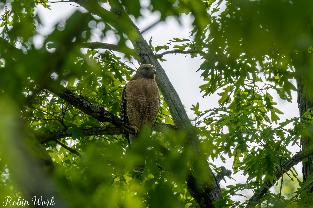 RD5_1354-Edit.jpg