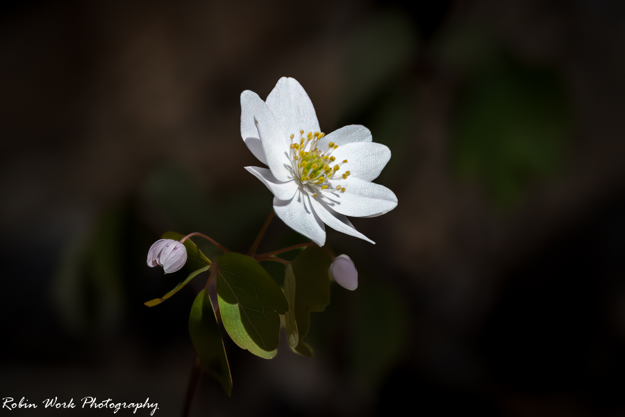 RD5_1480-Flower.jpg
