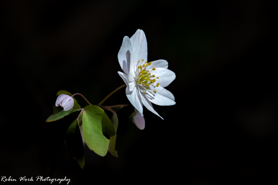 RD5_1481-Flower.jpg
