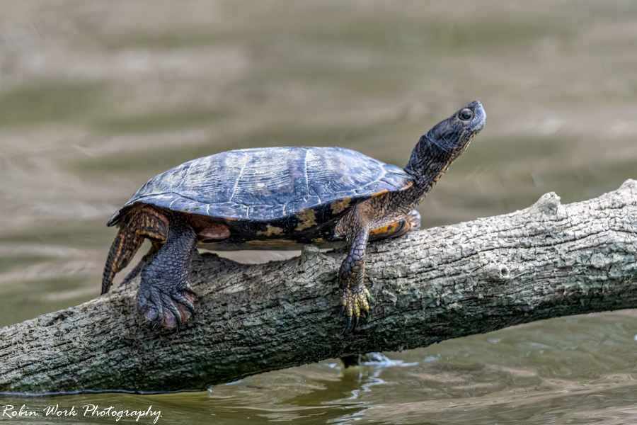 Turtles