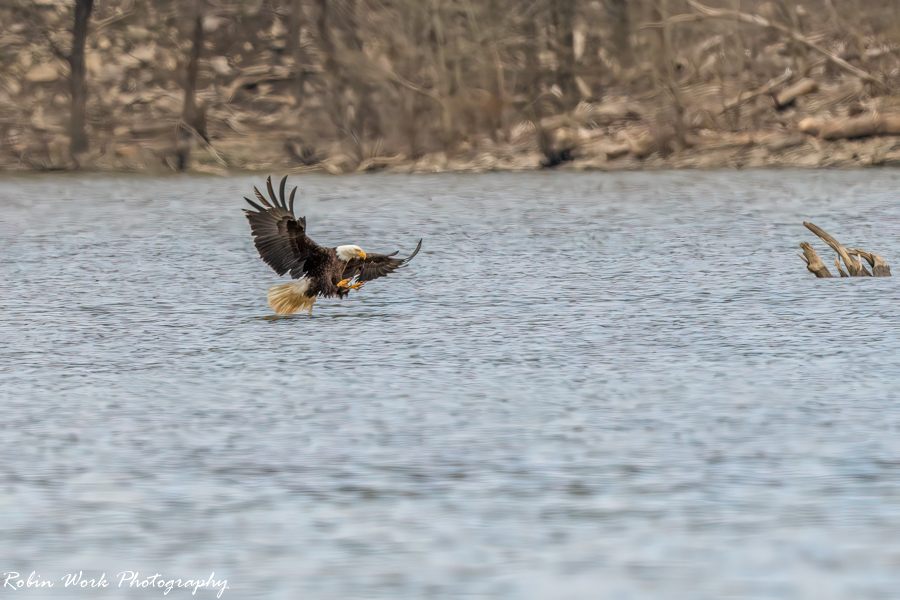 Bald Eagle