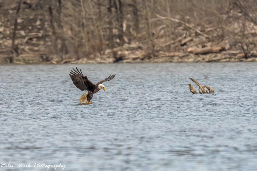 Bald Eagle