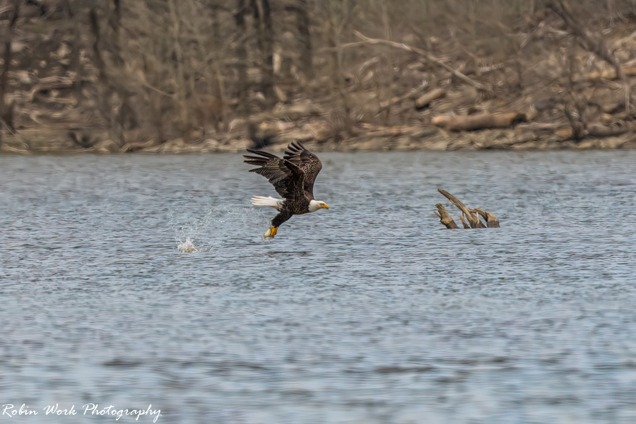 Bald Eagle