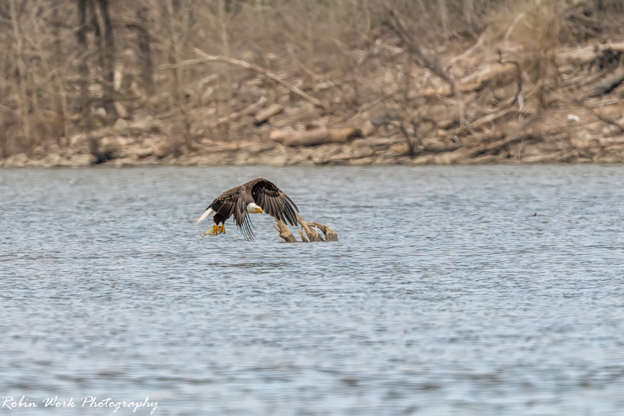 Bald Eagle