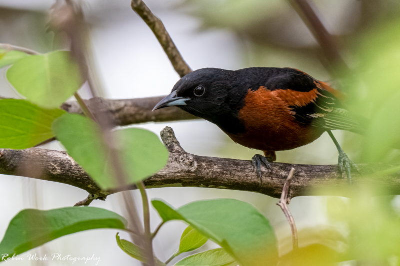RD5_1568-Orchard Oriole.jpg