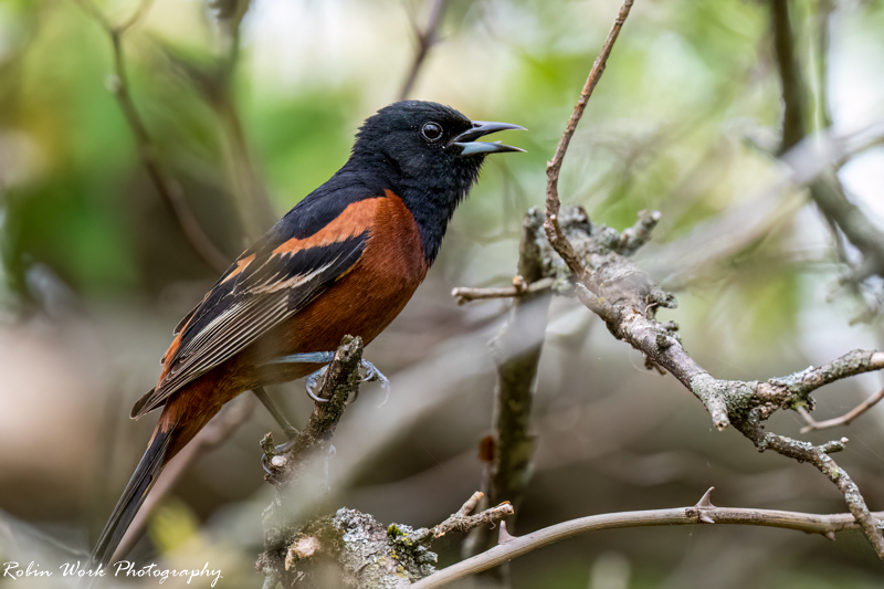 RD5_1577-Orchard Oriole.jpg