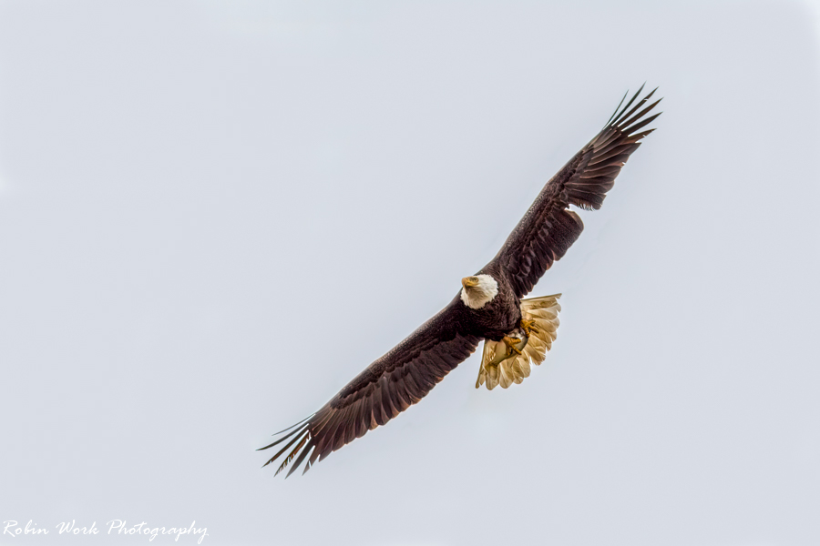 Bald Eagle