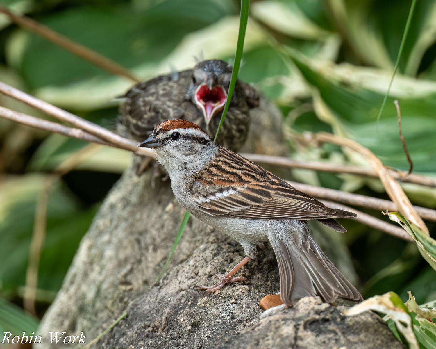 RD5_1610-Edit.jpg