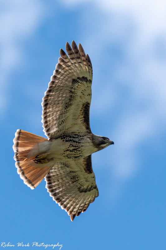 RD5_1660-Redtail Hawk.jpg