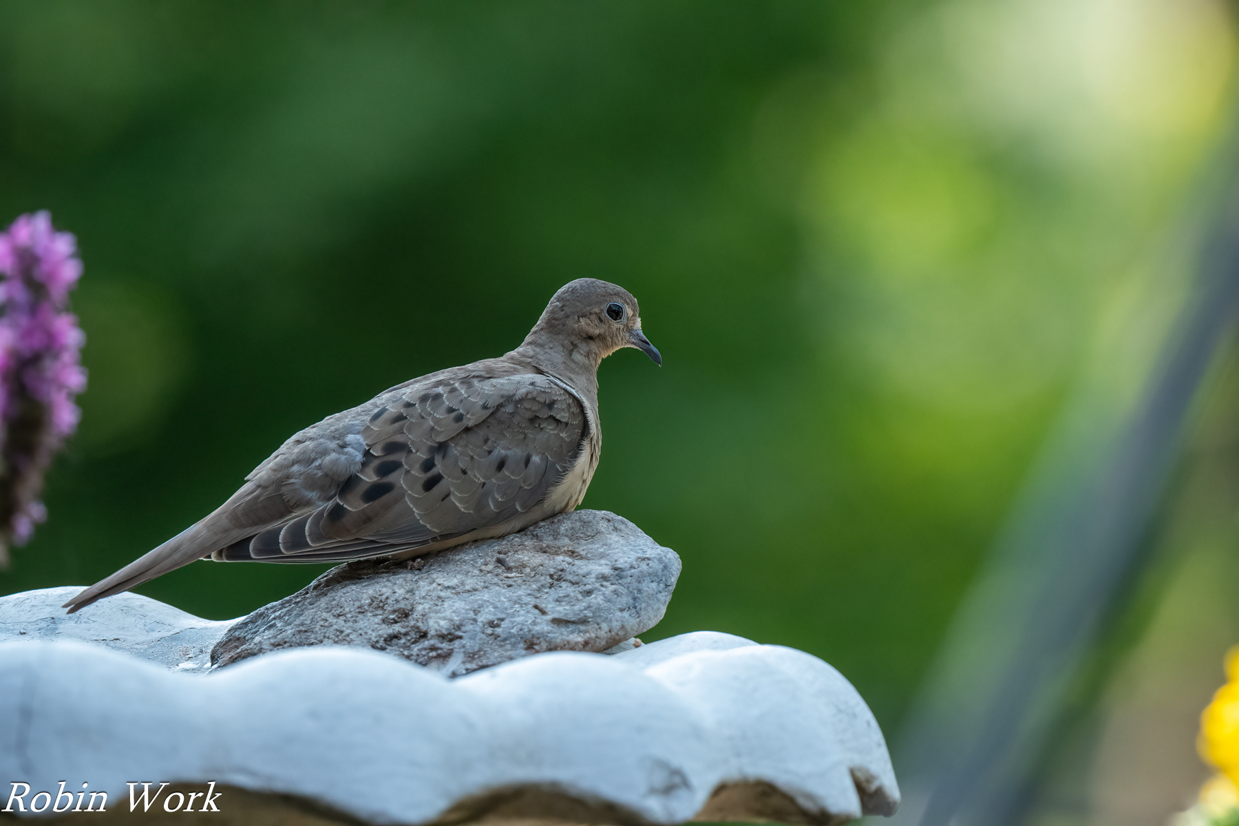 RD5_1804-Edit.jpg