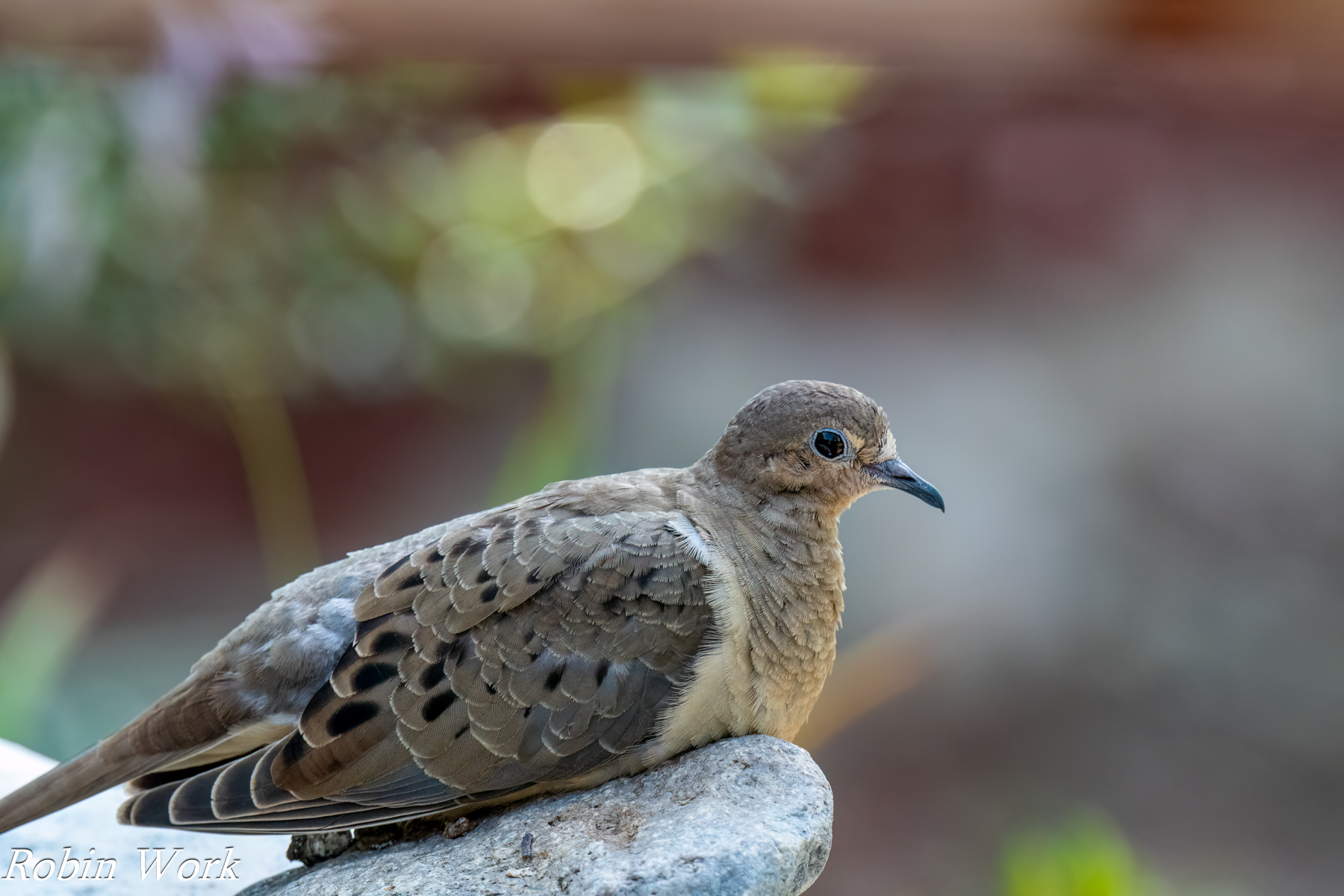 RD5_1805-Edit.jpg